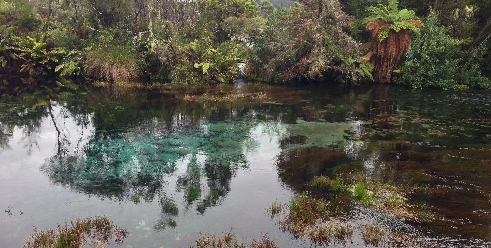 Te Waikoropupū Springs